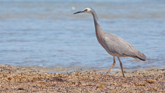 5 Things to Do in Santa Cruz County Sept 20-26