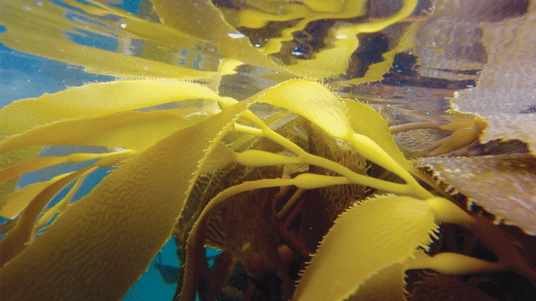 Incorporating Seaweed Into Your Diet Just Got Easier, and More Delicious
