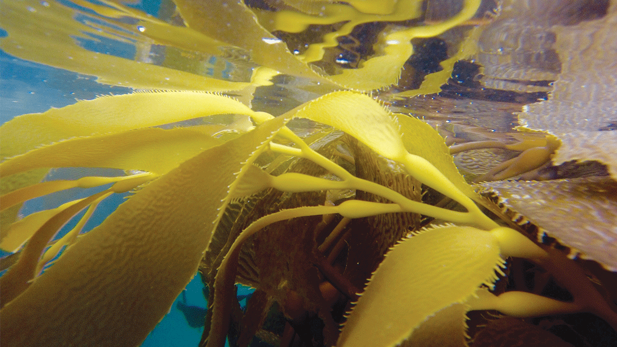 Seaquoia Wild Seaweeds eating seaweed Santa Cruz