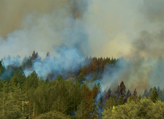 How Climate Change is Worsening California Wildfires Santa Rose wildfire smoke in trees