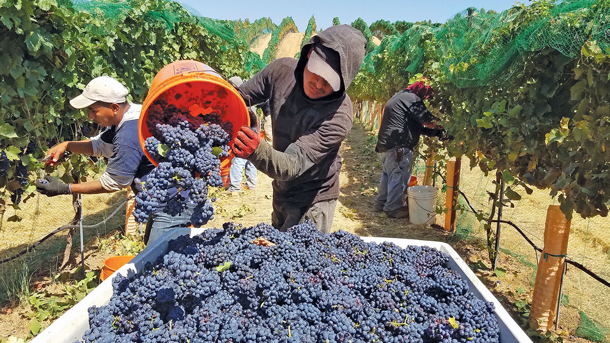 pinot noir santa cruz mountains 2017 grape harvest