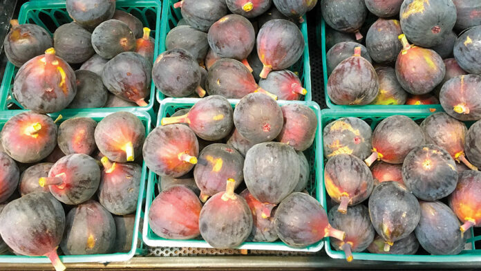 Bountiful Harvest for Mission Figs mission figs