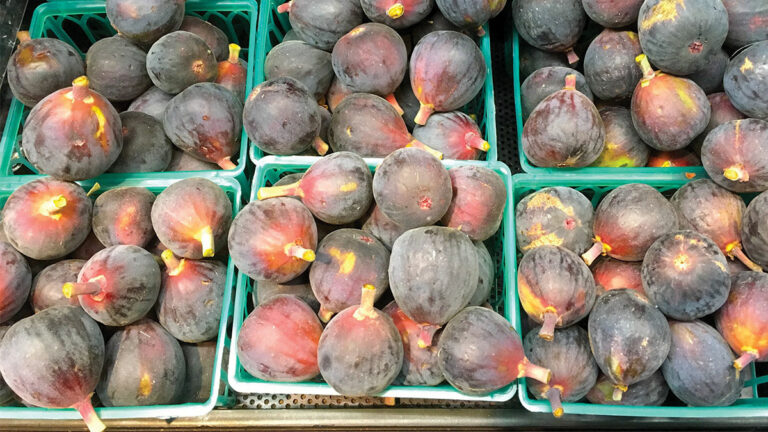 Bountiful Harvest for Mission Figs
