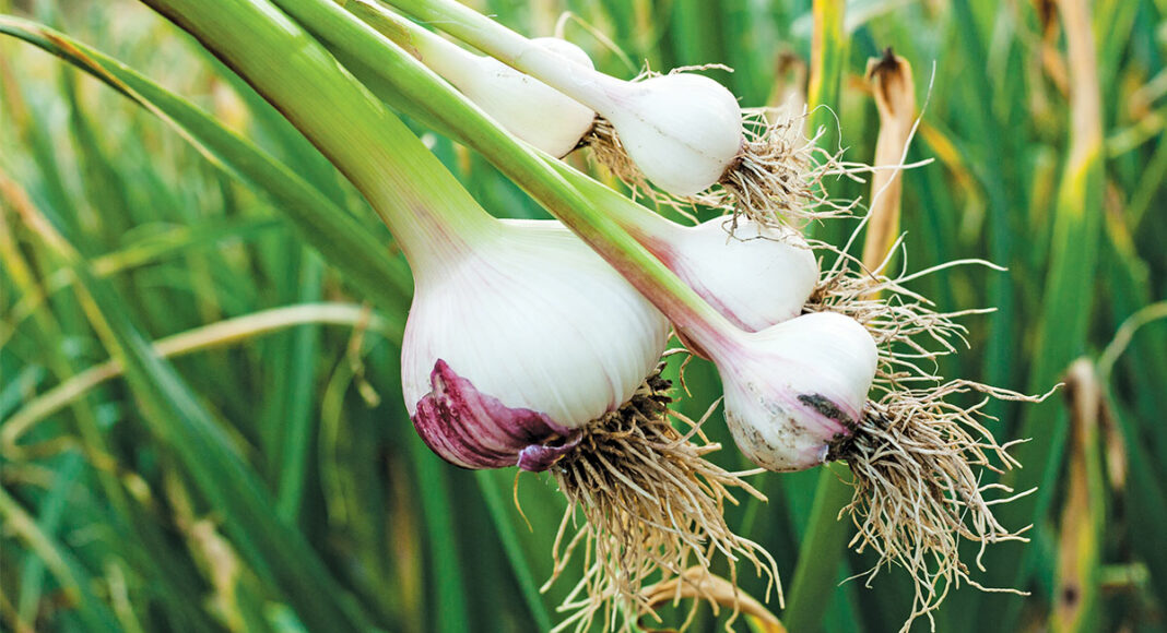 growing garlic in Santa Cruz