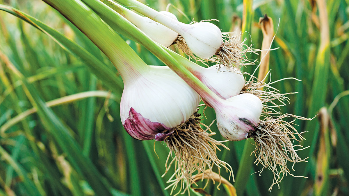 growing garlic in Santa Cruz