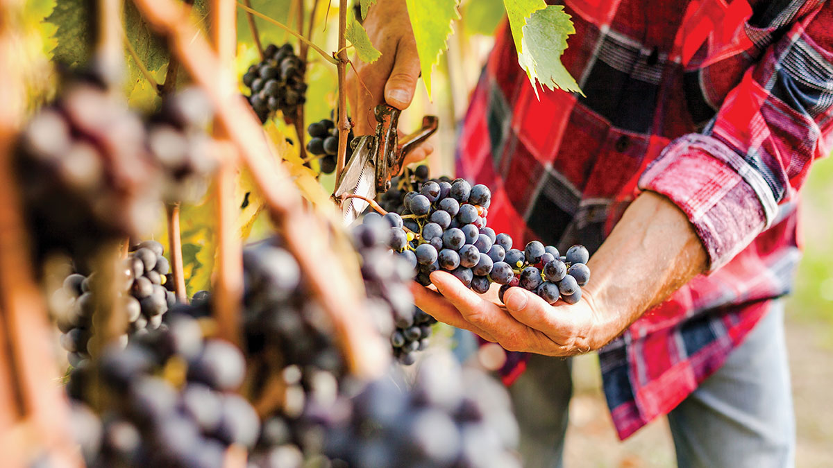 Ridge Vineyards sustainable red wine