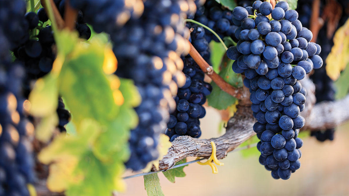 muns vineyard syrah grapes on the vine