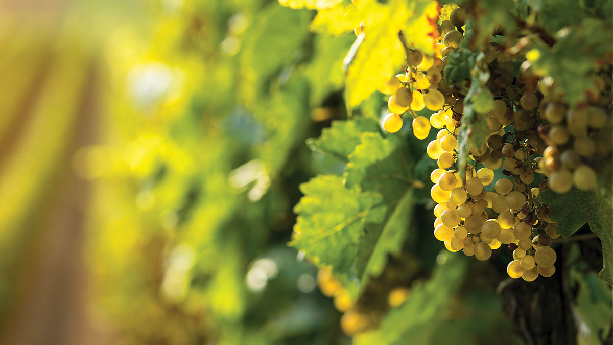 Pacific Redwood winery organic Chardonnay