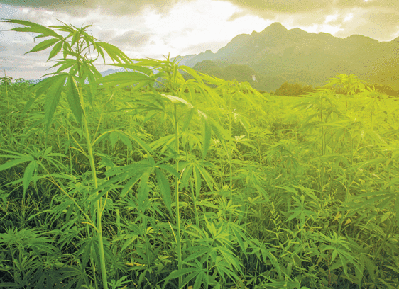 Black Market Cannabis: How Hard Should Officers Crack Down? black market cannabis crackdown in california