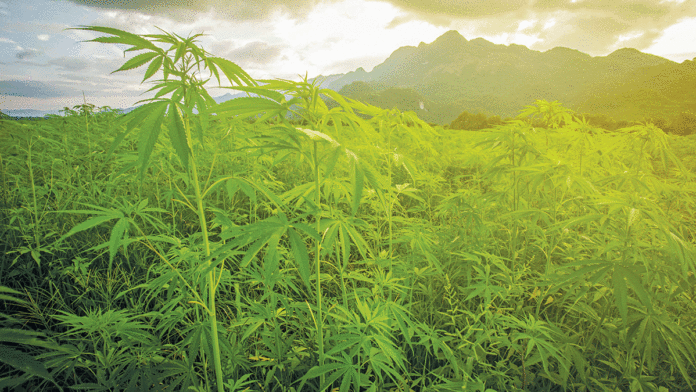 Black Market Cannabis: How Hard Should Officers Crack Down? black market cannabis crackdown in california