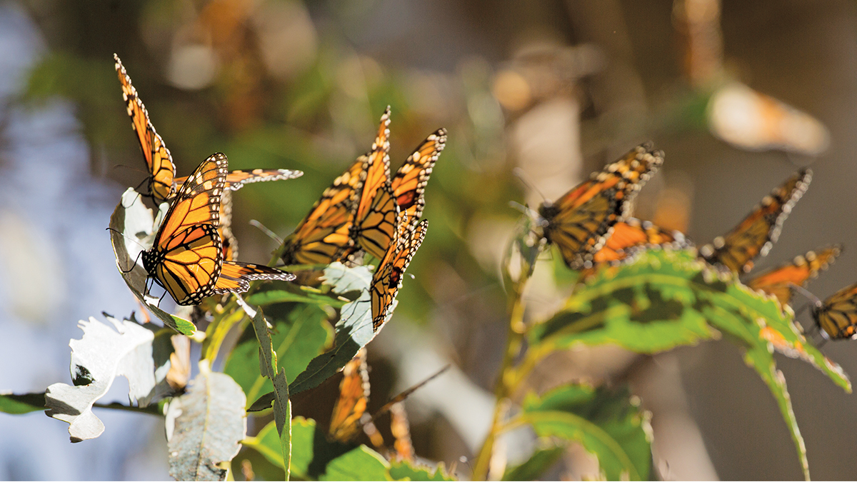 Monarch butterflies