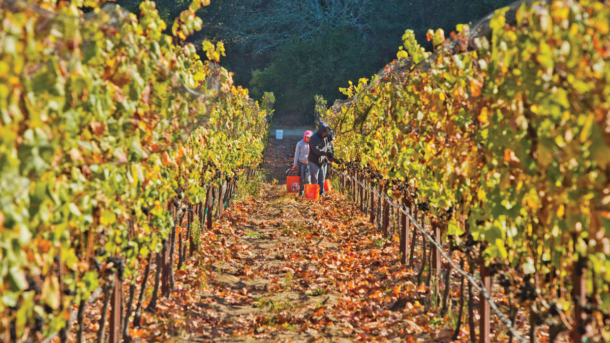 Sauvignon Blanc Storrs Winery vineyard