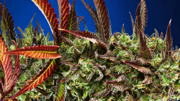 Opinion December 13, 2017