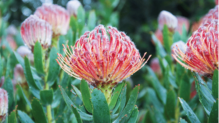 5 Things to Do in Santa Cruz Dec. 27—Jan. 2