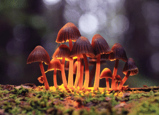 After Cannabis is Legal, Could Magic Mushrooms be Next? legalize shroom magic mushrooms psilocybin