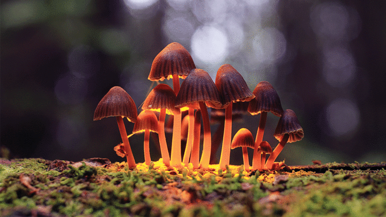 After Cannabis is Legal, Could Magic Mushrooms be Next?