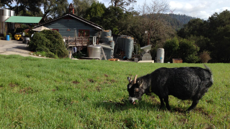 Hallcrest Vineyards’s Versatile Chardonnay