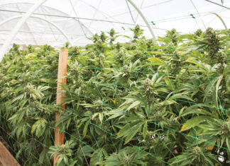 Santa Cruz County Ups Cannabis Enforcement for Harvest Season The Board of Supervisors gave its initial blessing to draft cannabis ordinances that will now go to the planning commission for another look.