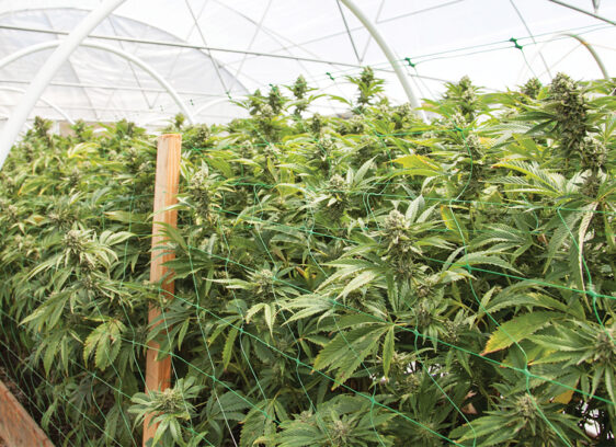 Santa Cruz County Ups Cannabis Enforcement for Harvest Season The Board of Supervisors gave its initial blessing to draft cannabis ordinances that will now go to the planning commission for another look.