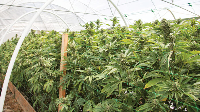 Growers, Neighbors Alike Sweating Cannabis Rule Change The Board of Supervisors gave its initial blessing to draft cannabis ordinances that will now go to the planning commission for another look.