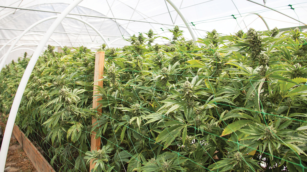 The Board of Supervisors gave its initial blessing to draft cannabis ordinances that will now go to the planning commission for another look.