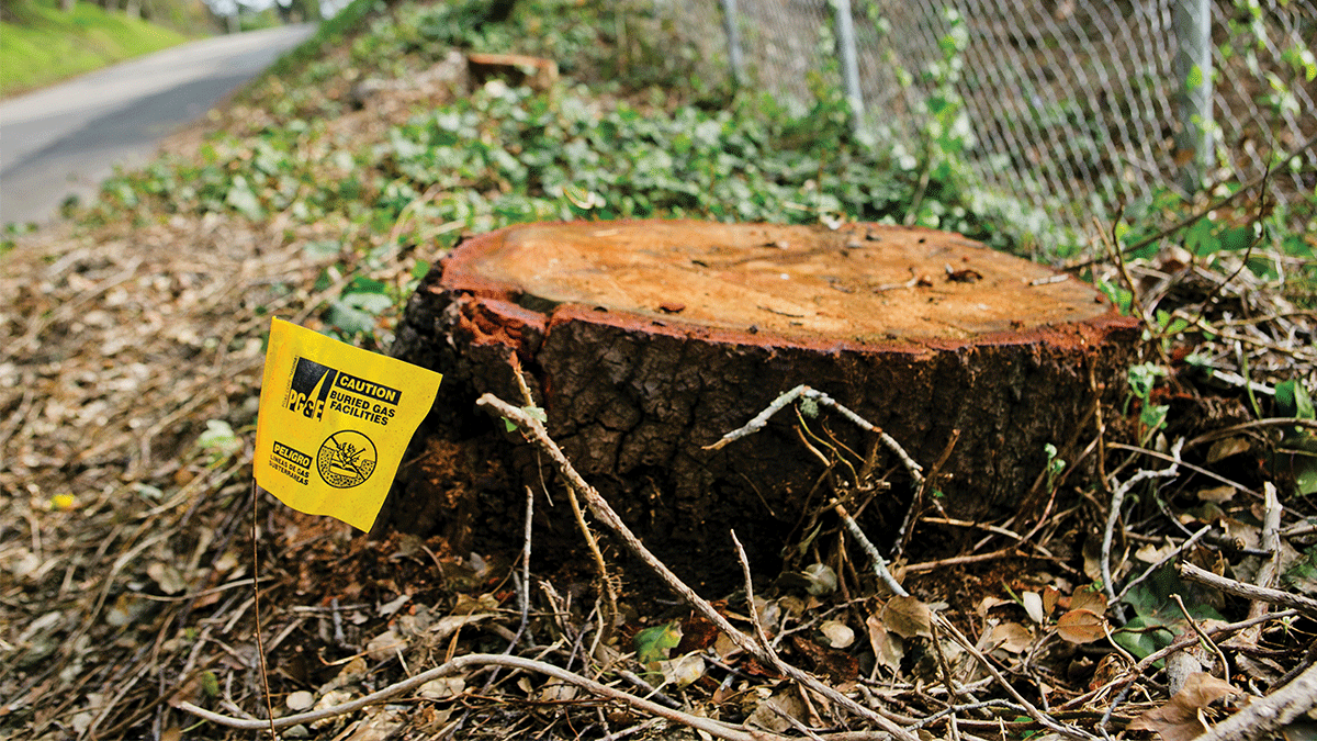 tree removal PG&E Ocean Street Extension Santa Cruz tree stump