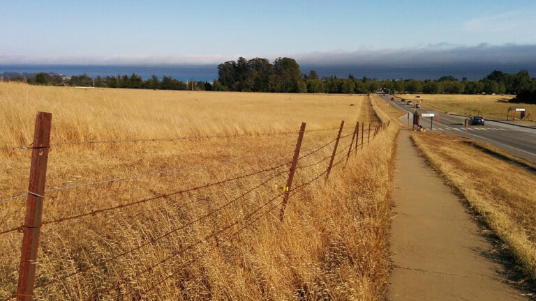 New Group Opposes Building on UCSC’s East Meadow