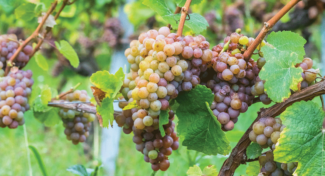 Gewurztraminer Thomas Fogarty Winery
