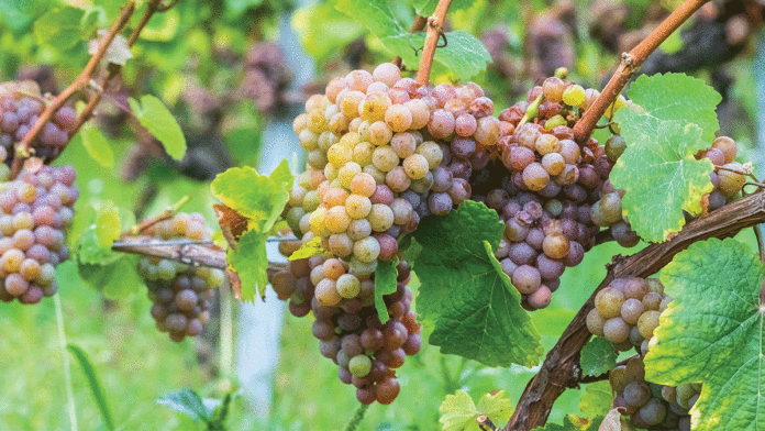 Thomas Fogarty Winery Does Gewurztraminer Right Gewurztraminer Thomas Fogarty Winery