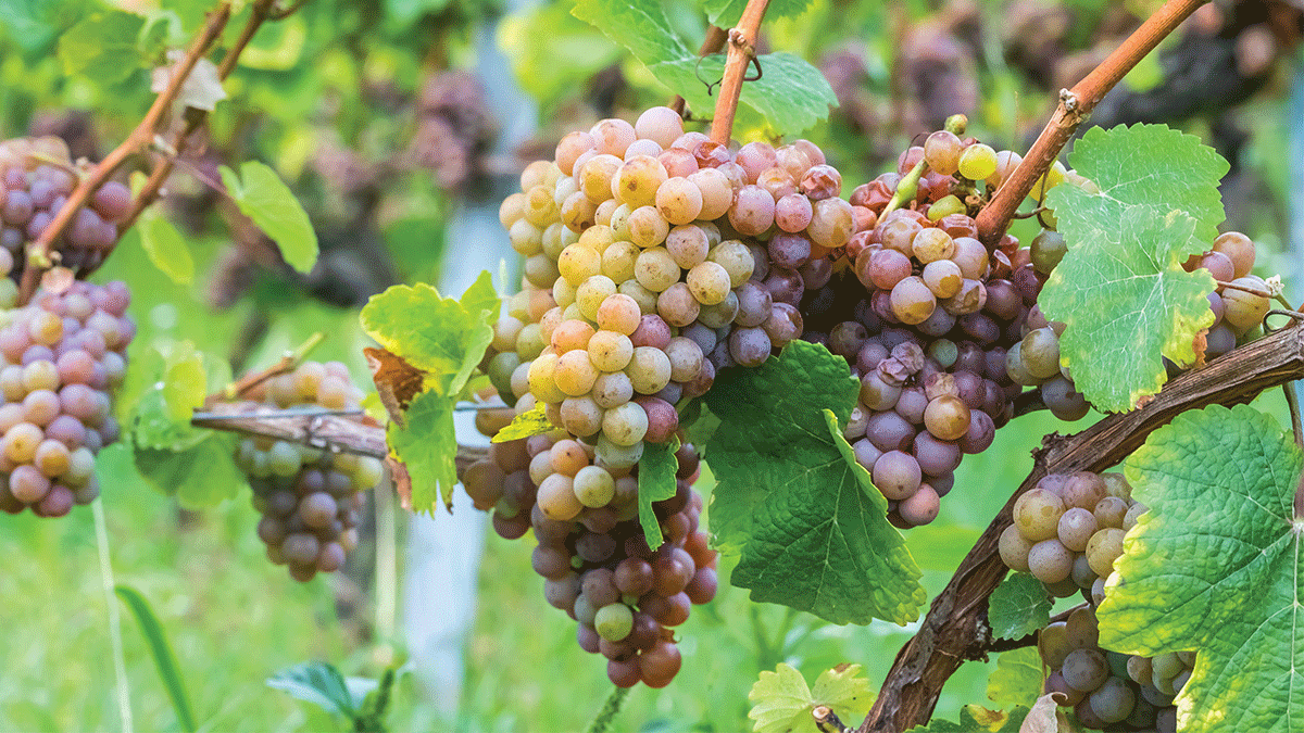 Gewurztraminer Thomas Fogarty Winery