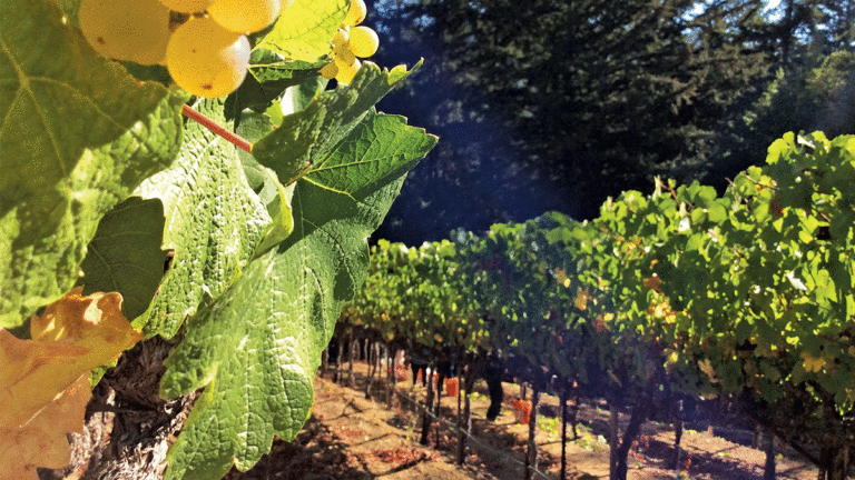 Chardonnays from Wrights Station Vineyard & Winery