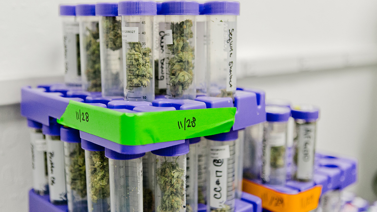 cannabis rules weed in test tubes at SC Labs