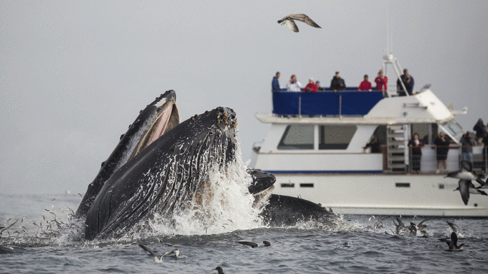 New Ocean Nonprofit Thinks Itโs Found a Niche humpback whale Monterey Bay National Marine Sanctuary Foundation