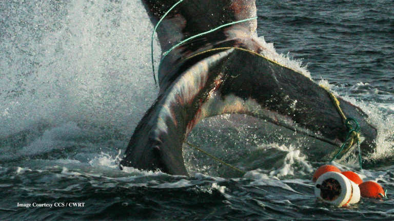 Why Whale Entanglements Are on the Rise in Monterey Bay