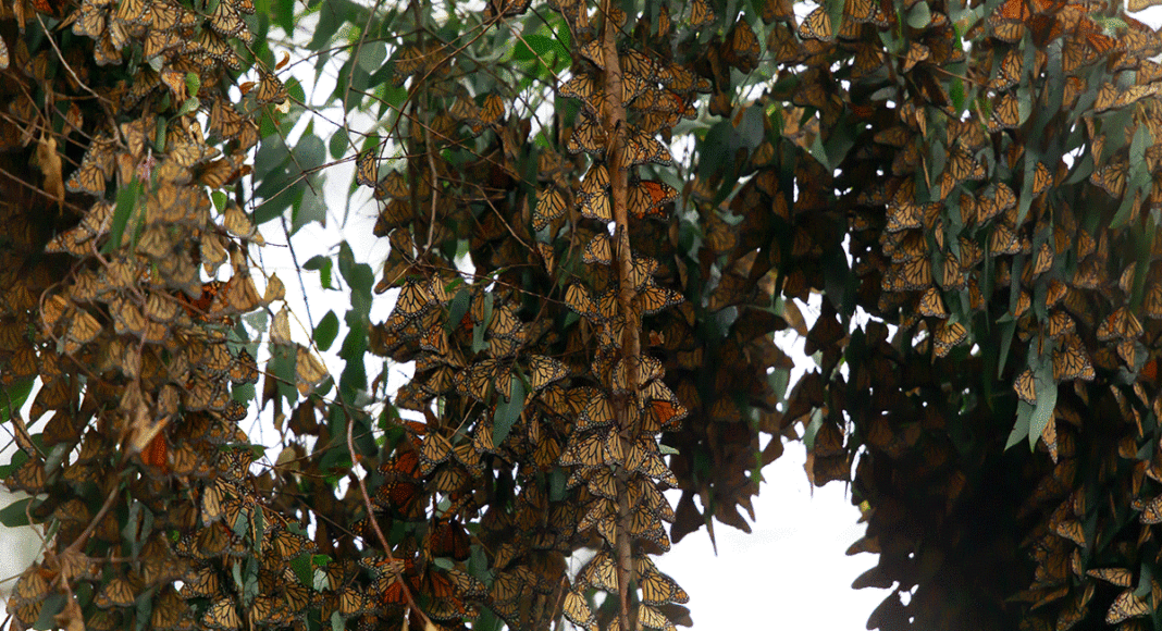 monarchs