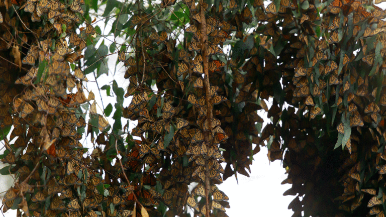 Stone Bill Protecting Groves and Monarchs a Big Hit