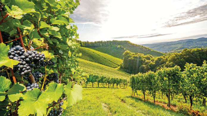Skov Winery a Sure Hit at Taste of Scotts Valley Skov
