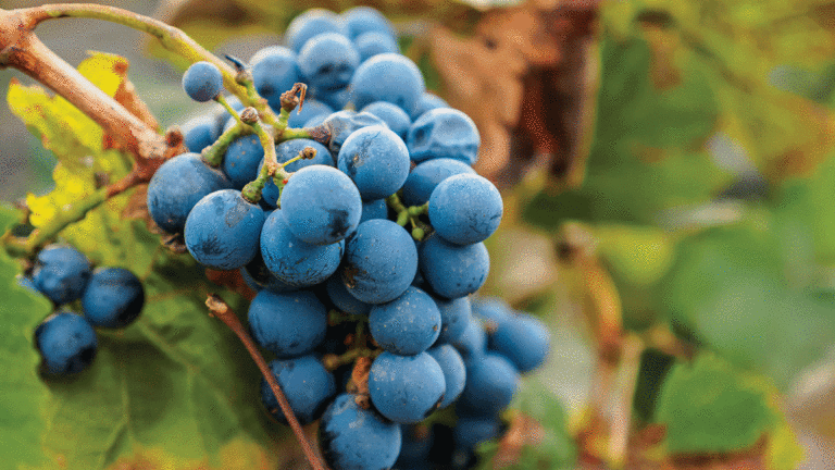 Clos LaChance’s Malbec 2014