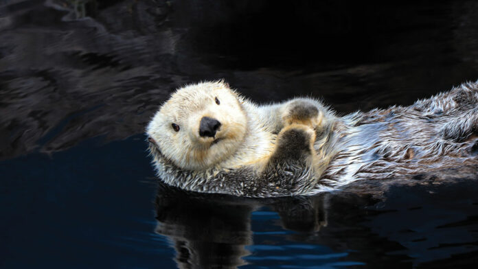 5 Things to Do in Santa Cruz Sept. 26-Oct. 2 Sept. 26 things to do