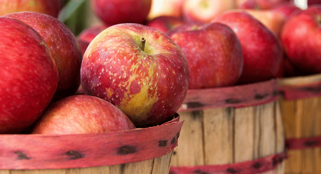apple tasting