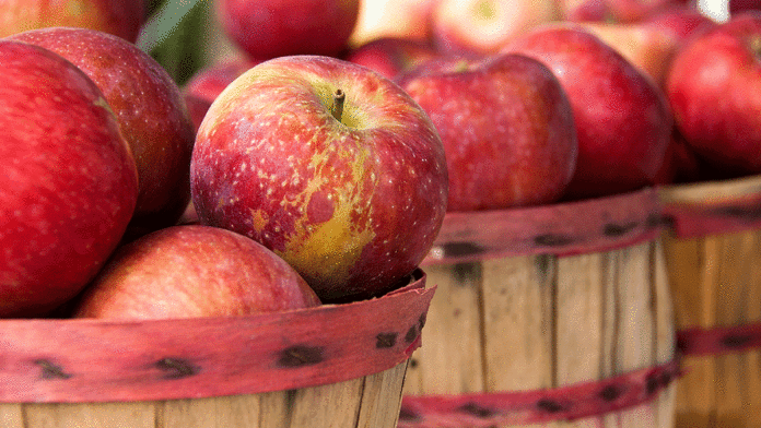 5 Things to Do in Santa Cruz Oct. 17-23 apple tasting