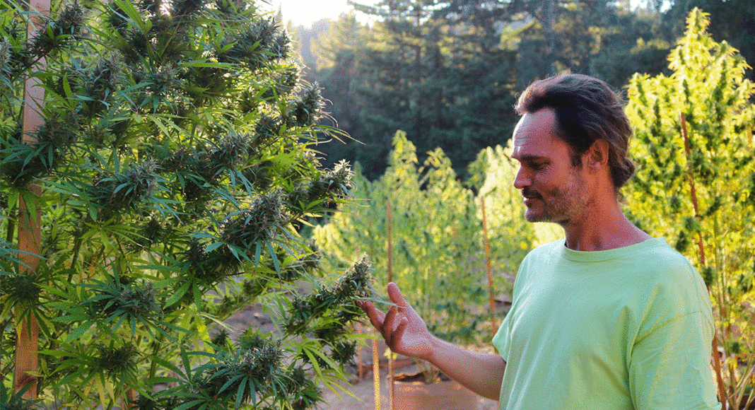 WAMM cannabis garden