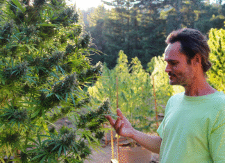 New WAMM Garden Promises Heirloom Cannabis for the People WAMM cannabis garden