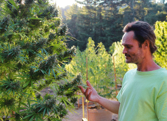 WAMM cannabis garden