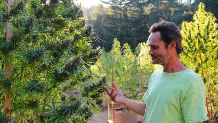 New WAMM Garden Promises Heirloom Cannabis for the People WAMM cannabis garden