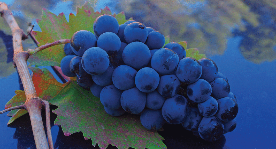wine 1840
