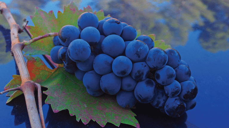 Santa Cruz Mountain Vineyard’s Graciano 2012