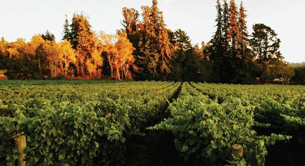 Lester Family Vineyards