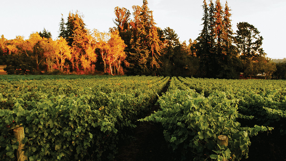 Lester Family Vineyards