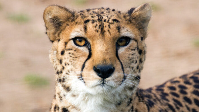 5 Things To Do in Santa Cruz: Nov. 28-Dec. 4 cheetah